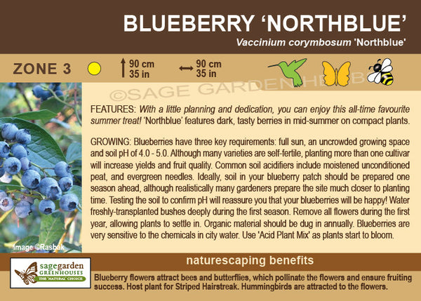 Blueberry, 'Northblue'  - 1-gallon ORCHARD PREORDER FOR LATE MAY 2024