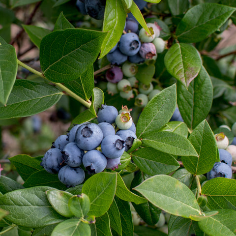 Blueberry, Chippewa (1 -gallon)