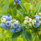 Blueberry, Northblue (1-gallon)