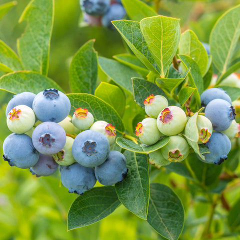 Blueberry, Northblue (1-gallon)