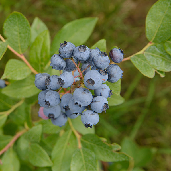 Blueberry, Northcountry (1-gallon)