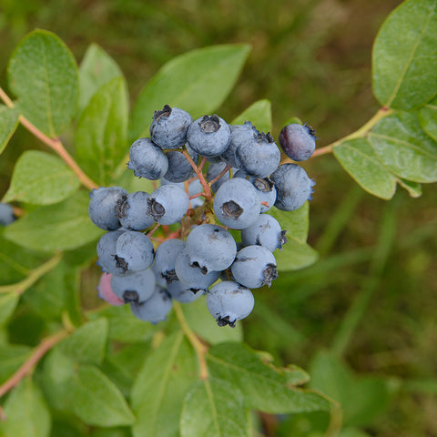 Blueberry, Northcountry (1-gallon)
