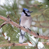 Wildcrafted Willow & Suet Bird Feeder - January 10, 2026 - 3:30 pm