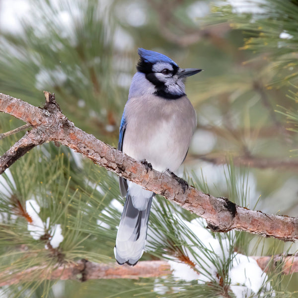 Wildcrafted Willow & Suet Bird Feeder - January 10, 2026 - 3:30 pm