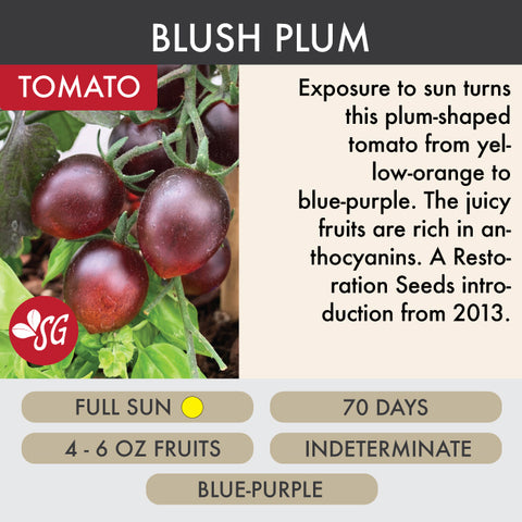 Blush Plum - Tomato Plant Pre-Order 2026