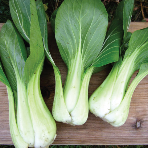 Bok Choy, Shanghai Green (Certified Organic Seeds)