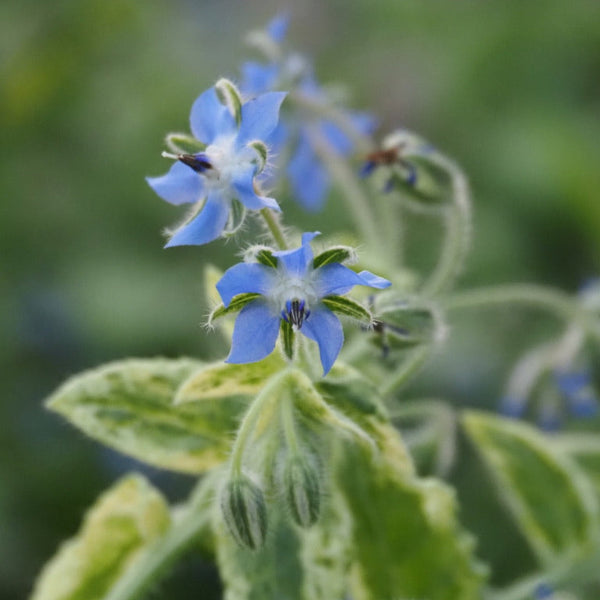 Borage, Bill Archer Variegated (Naturally Grown Seeds)