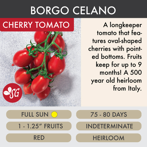 Borgo Celano (Long Keeper) - Tomato Plant Pre-Order 2026