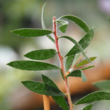Live Plant - Lemon Bottlebrush (Melaleuca citrina)