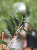 Live Plant - Lemon Bottlebrush (Melaleuca citrina)