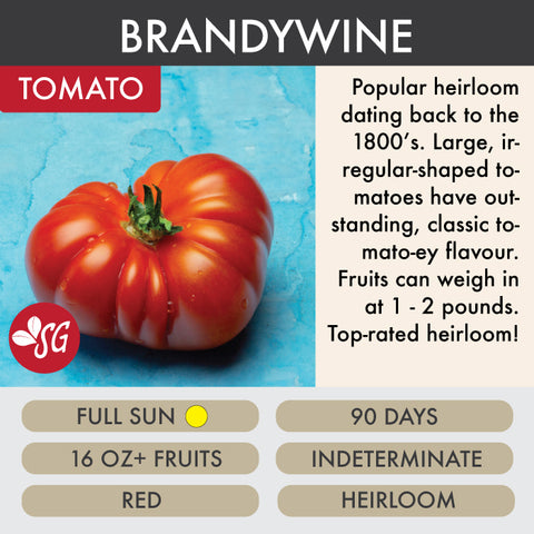 Brandywine - Tomato Plant Pre-Order 2026