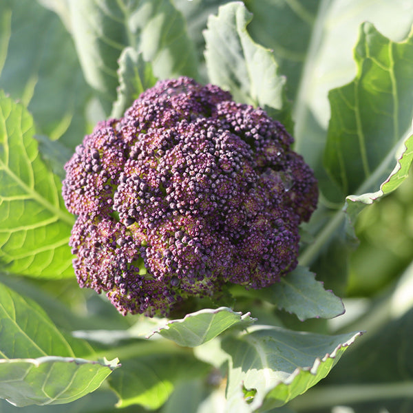 Seeds - Broccoli, Rosalind (Purple) OG (SGH)
