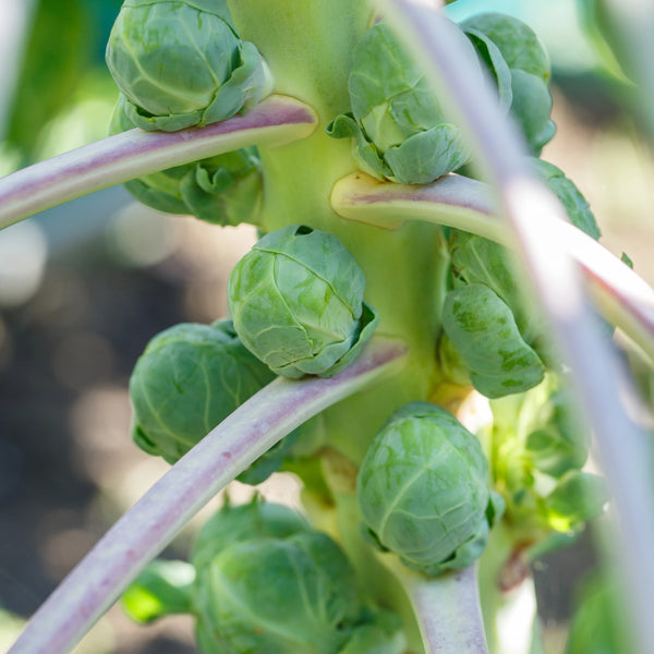 Brussels Sprouts, Early Half Tall (Organically Grown Seeds)