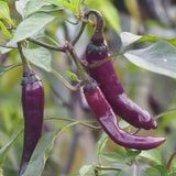 Pepper (Hot), Buena Mulata (Naturally Grown Seeds)