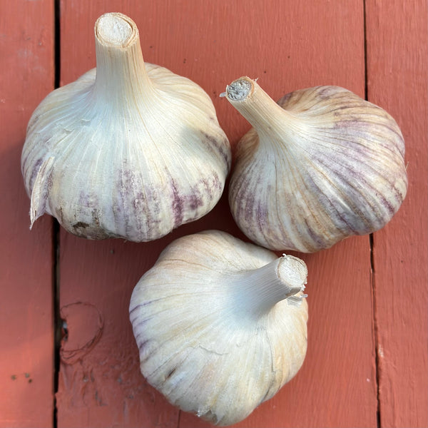 Bulbs - Garlic, Korean Purple (Certified Organic) - PREORDER (L)