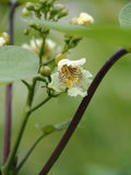 Catalpa, Northern (2-gallon)
