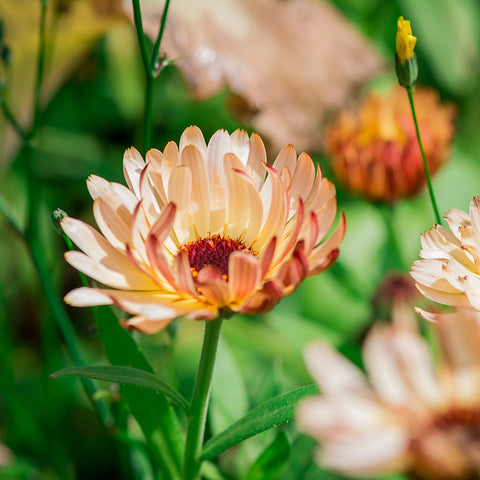 Calendula, Bronzed Beauty (Organically Grown Seeds)