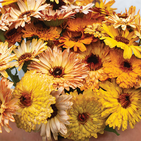 Calendula, Flashback Mix (Organically Grown Seeds)