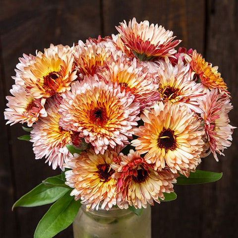 Calendula, Strawberry Blonde (Certified Organic Seeds)
