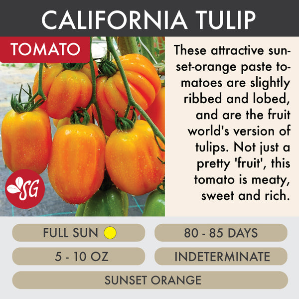 California Tulip - Tomato Plant Pre-Order 2026