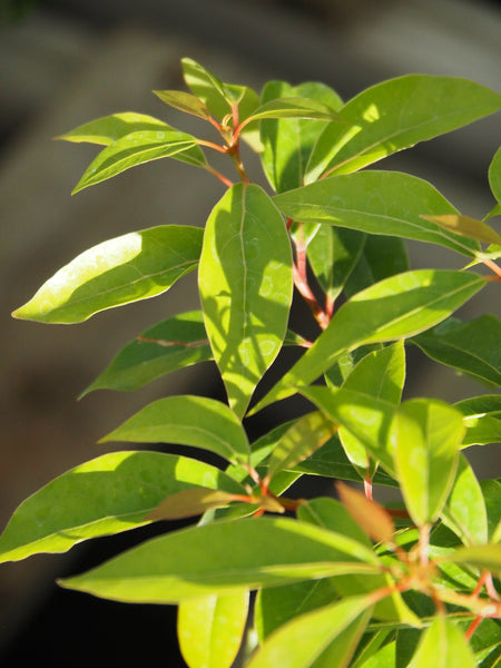 Live Plant - Camphor Tree (Cinnamomum camphora)