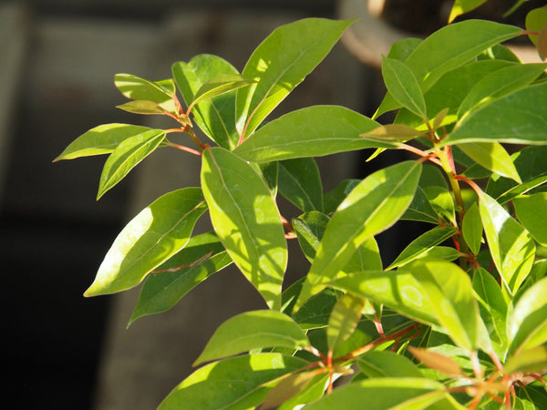 Live Plant - Camphor Tree (Cinnamomum camphora)