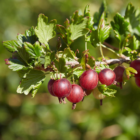 Gooseberry, Captivator - 2-gallon