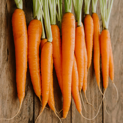 Carrot, Dolciva (Certified Organic Seeds) (T)