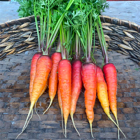 Seeds - Carrot, Longue Rouge Sang OG (SGH)