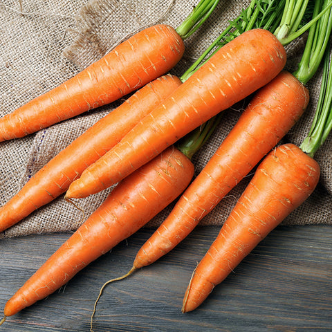 Carrot, Scarlet Keeper (Organically Grown Seeds)