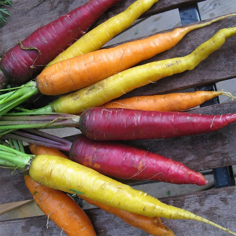 Seeds - Carrot, Witches Fingers OG (T)