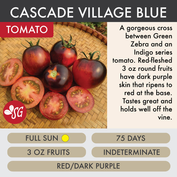 Cascade Village Blue - Tomato Plant Pre-Order 2026