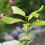 Live Plant - Cassia Cinnamon (Cinnamomum cassia)