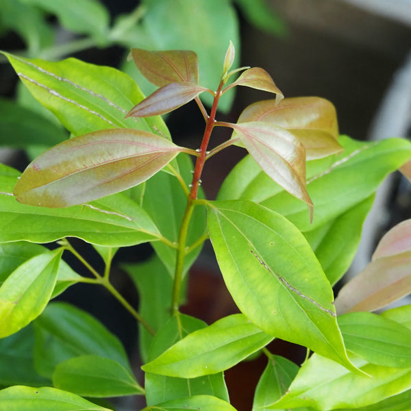 Live Plant - Cassia Cinnamon (Cinnamomum cassia)