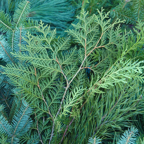 Bundles - Holiday Greenery - LOCALLY HARVESTED