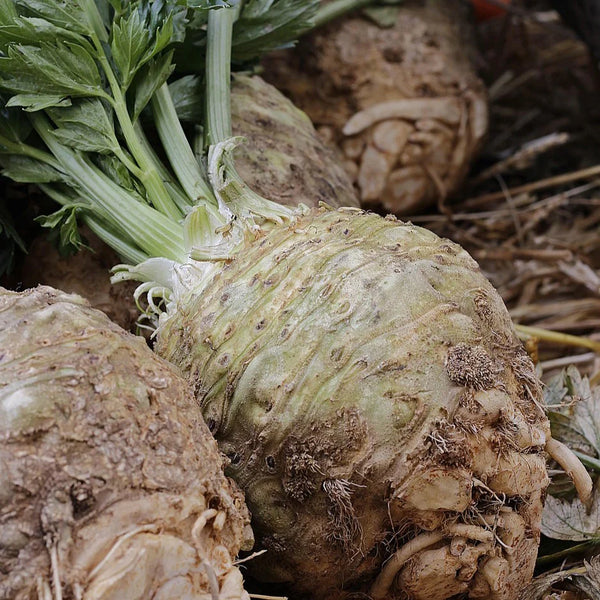 Celeriac, Prague Giant (Certified Organic Seeds)