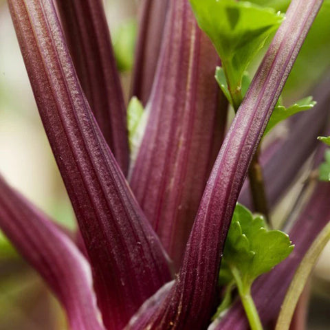 Celery, Red Venture (Certified Organic Seeds)