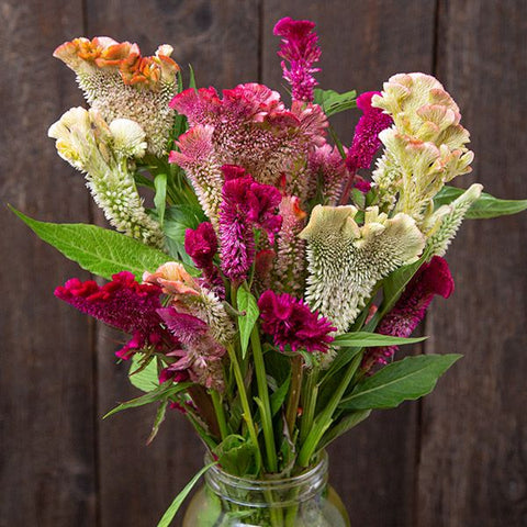 Celosia, Supercrest Mix (Certified Organic Seeds)