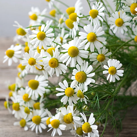 Chamomile, German Bodegold (Organically Grown Seeds)