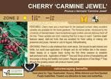 Cherry, 'Carmine Jewel' (SK Romance Series) - Tree Form ORCHARD PREORDER FOR LATE MAY 2024