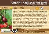 Cherry, 'Crimson Passion' (Sour Cherry) - 2-gallon ORCHARD PREORDER FOR LATE MAY 2024