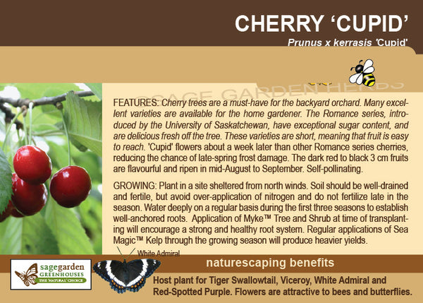 Cherry, 'Cupid' (Sour Cherry) - 2-gallon ORCHARD PREORDER FOR LATE MAY 2024