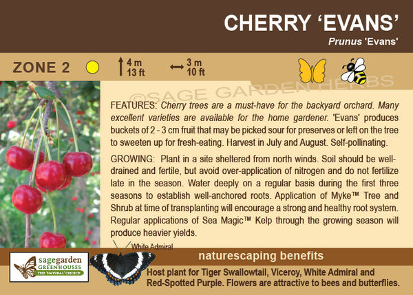 Cherry, 'Evans'- 2-gallon ORCHARD PREORDER FOR LATE MAY 2024