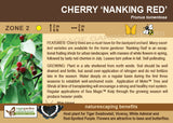 Cherry, Nanking Red - 2-gallon ORCHARD PREORDER FOR LATE MAY 2024