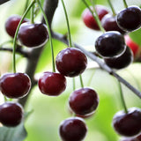 Cherry, 'Carmine Jewel' (2-gallon)