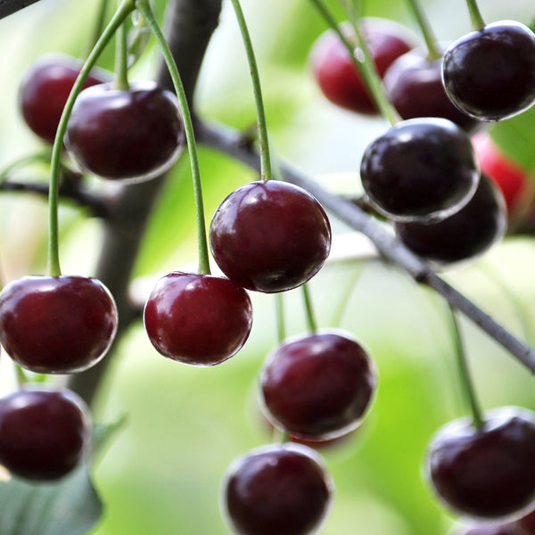 Cherry, 'Carmine Jewel' (2-gallon)