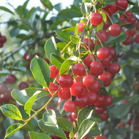 Cherry, Evans (1-gallon)