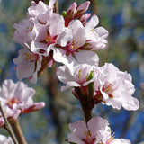 Cherry, Nanking 'Pink Candles' (2-gallon)