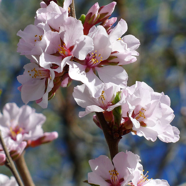 Cherry, Nanking 'Pink Candles' (2-gallon)
