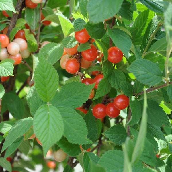 Cherry, Nanking Red (1-gallon)